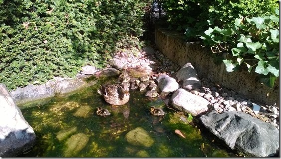 MSFT-Entennachwuchs-2014