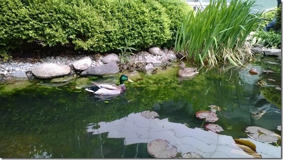 MSFT-Entennachwuchs-Mutter-Vater-Kinder-2014